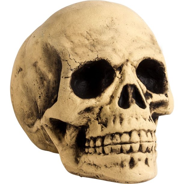 Detail Skeleton Head Image Nomer 51