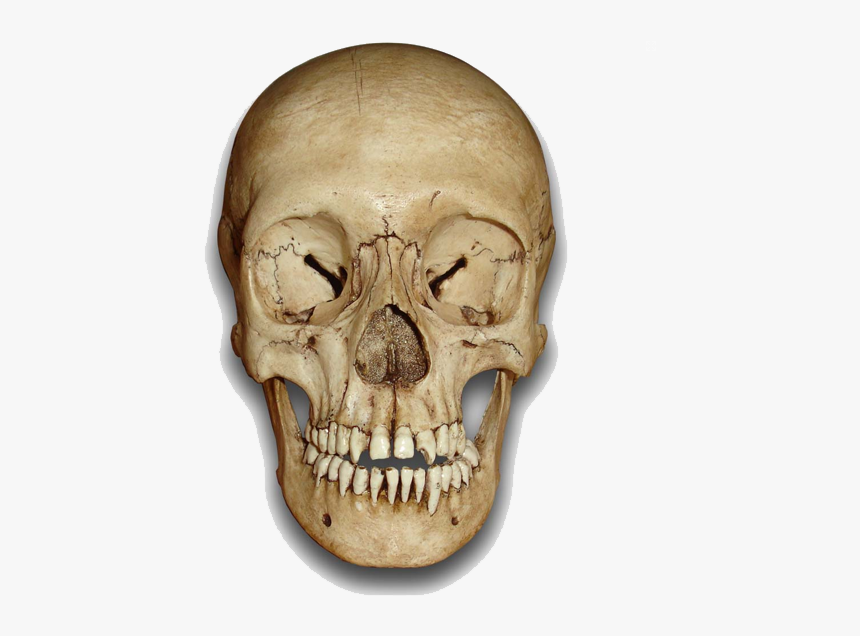 Detail Skeleton Head Image Nomer 52