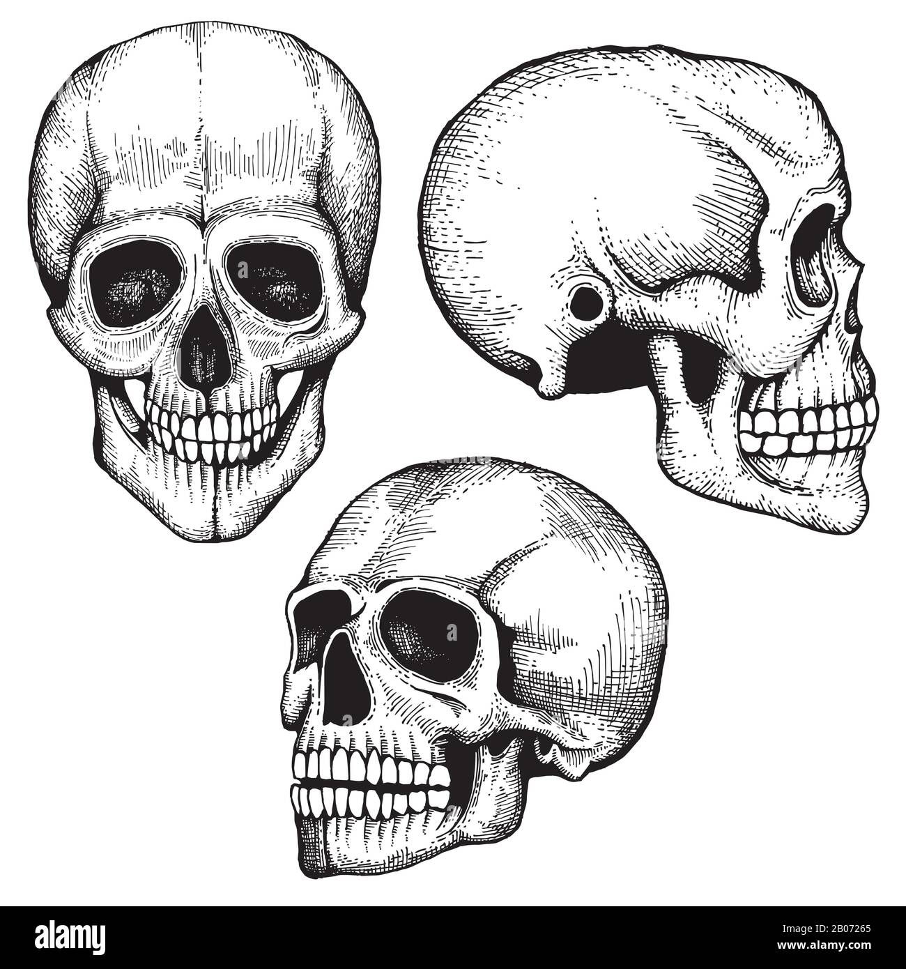 Detail Skeleton Head Image Nomer 10