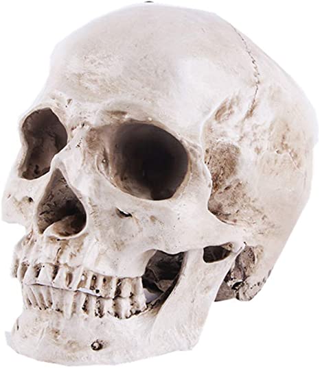 Detail Skeleton Head Images Nomer 28