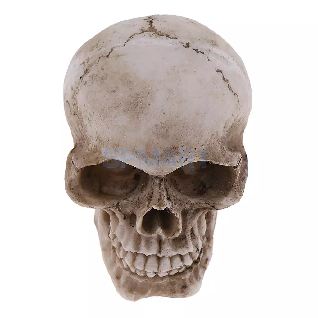 Detail Skeleton Head Pictures Nomer 44