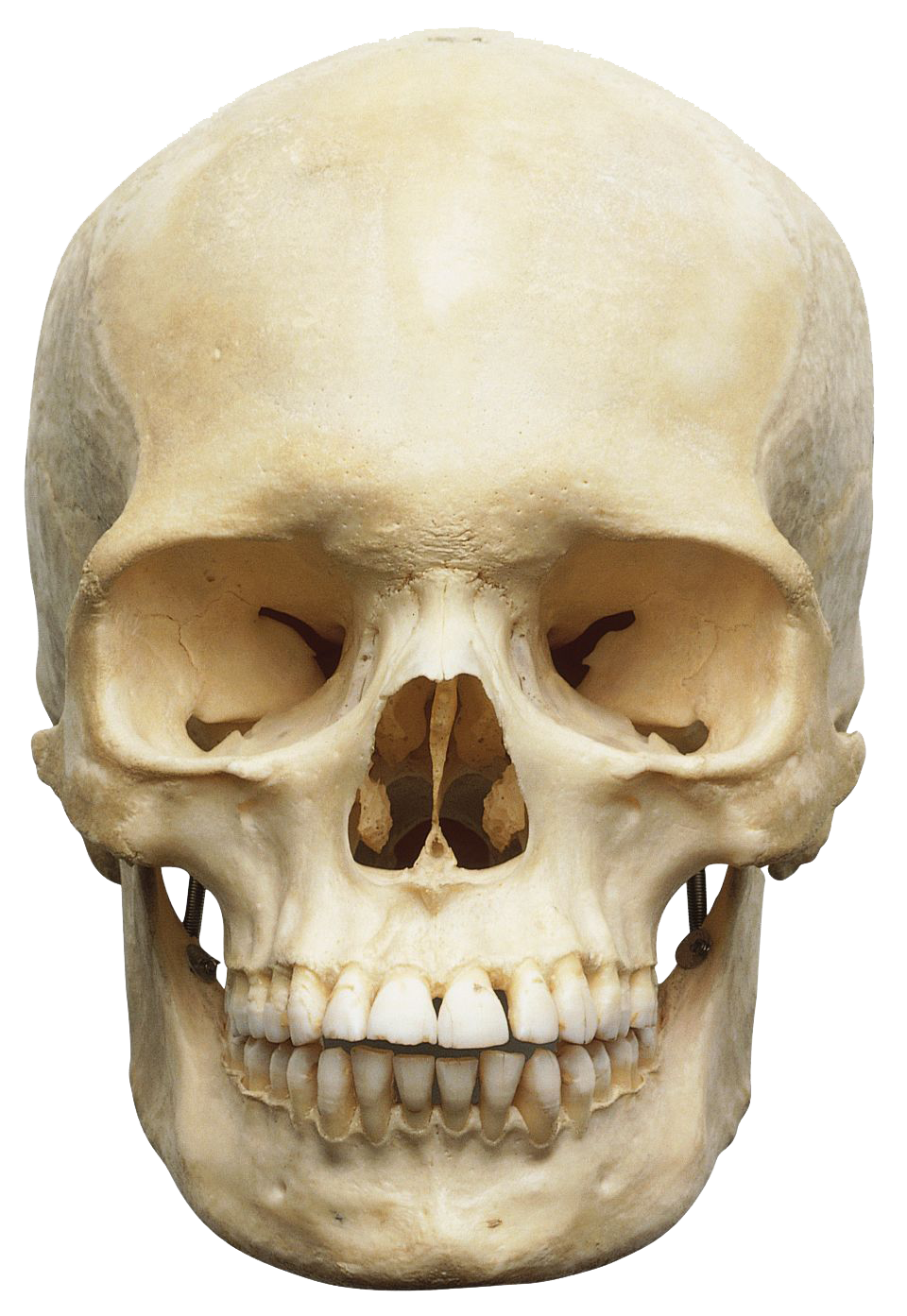 Skeleton Head Png - KibrisPDR