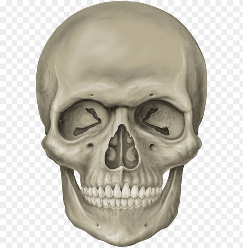 Detail Skeleton Head Png Nomer 2