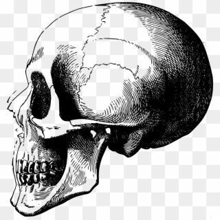 Detail Skeleton Head Png Nomer 26