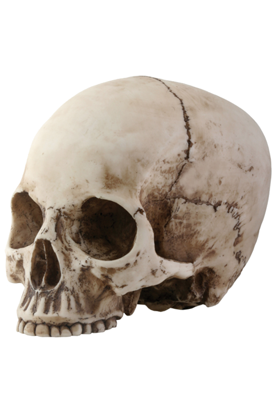 Detail Skeleton Head Png Nomer 4