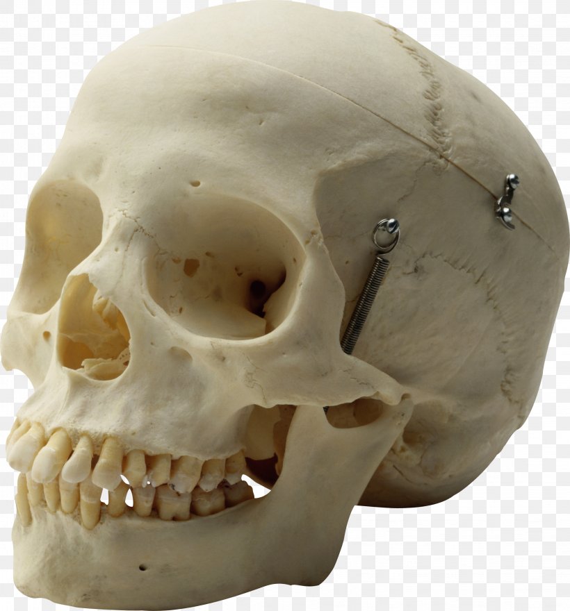 Detail Skeleton Head Png Nomer 9