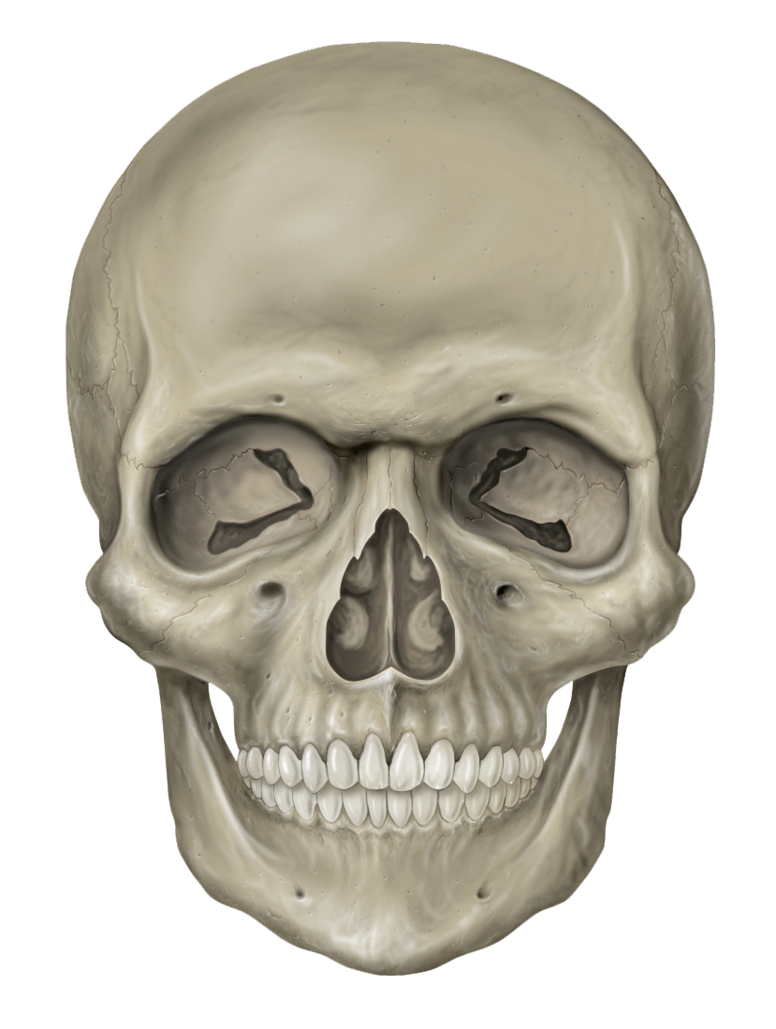 Skeleton Head Transparent - KibrisPDR