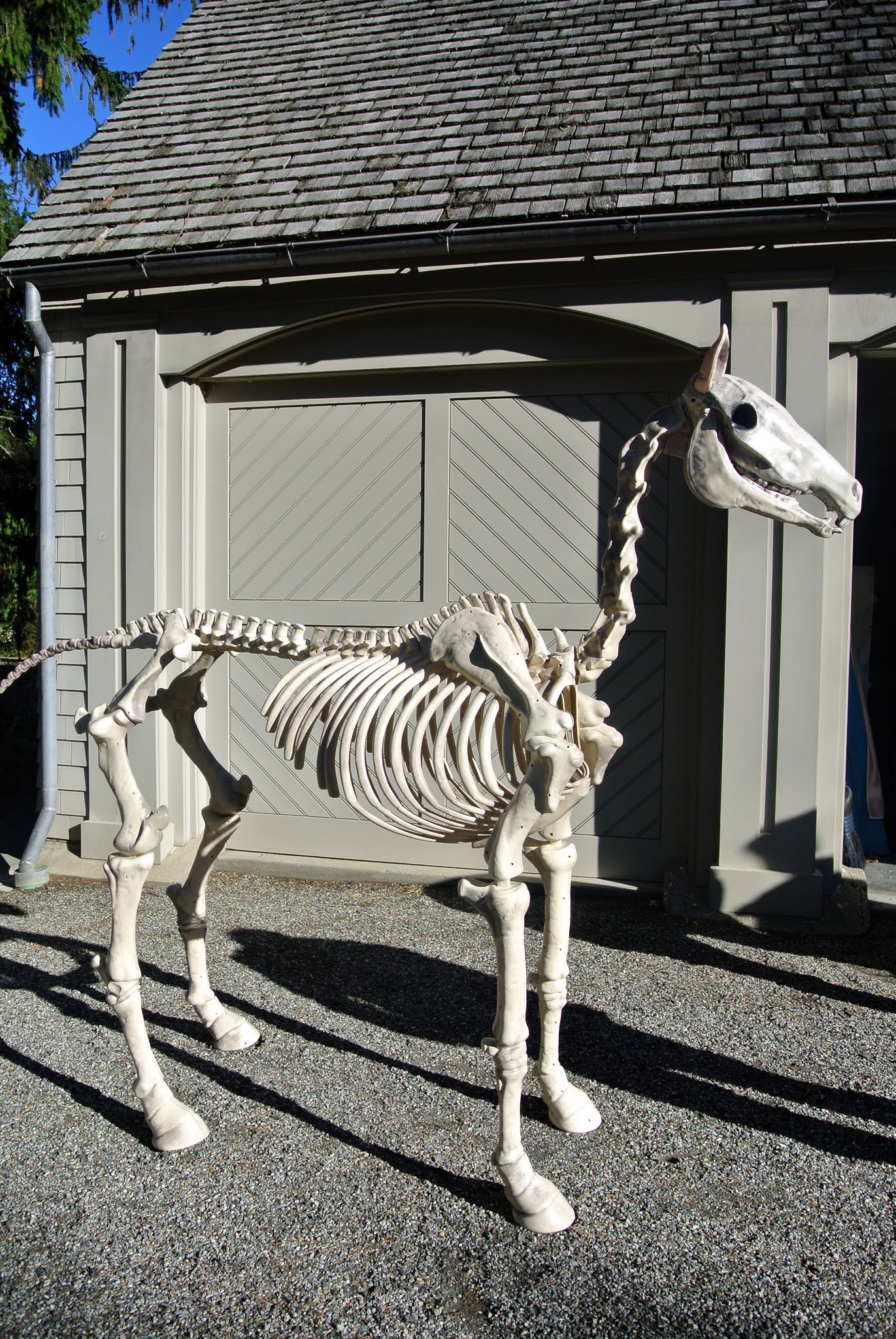 Detail Skeleton Horse And Carriage Halloween Nomer 43