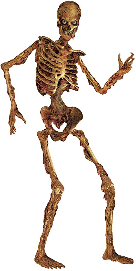 Detail Skeleton Image Nomer 37
