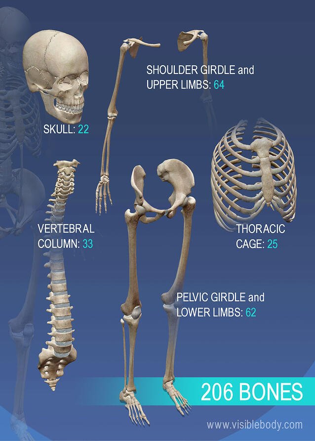 Detail Skeleton Image Nomer 43