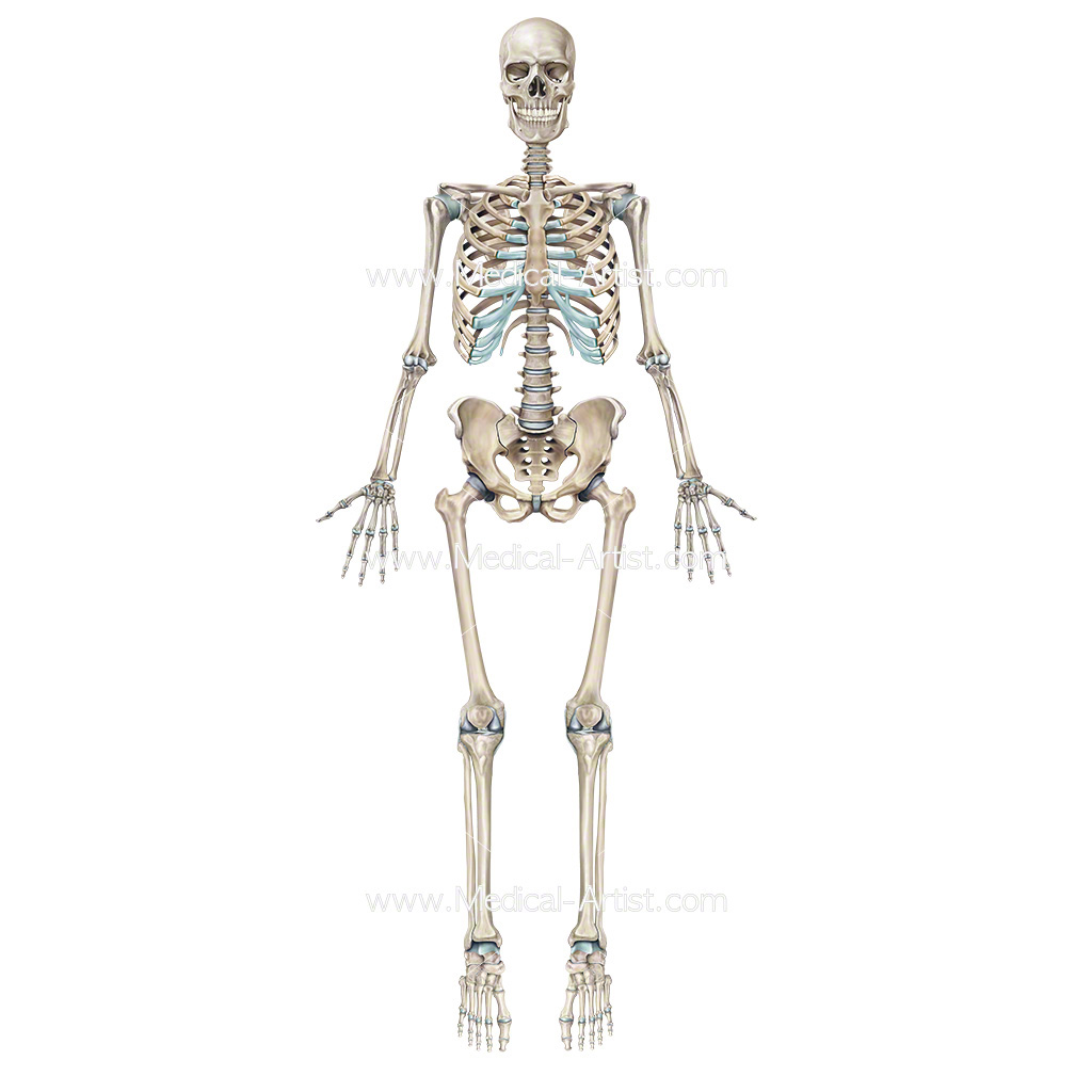 Detail Skeleton Image Nomer 47