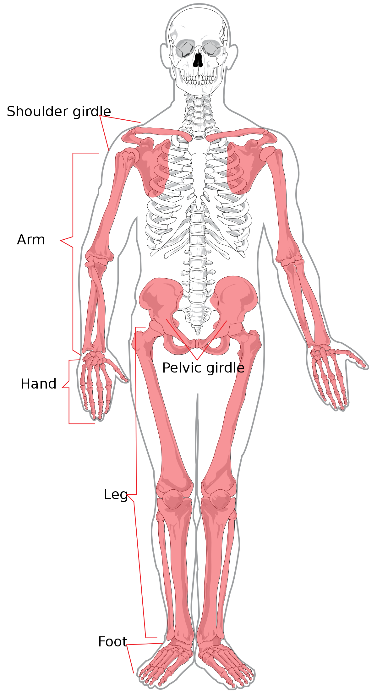 Detail Skeleton Image Nomer 48