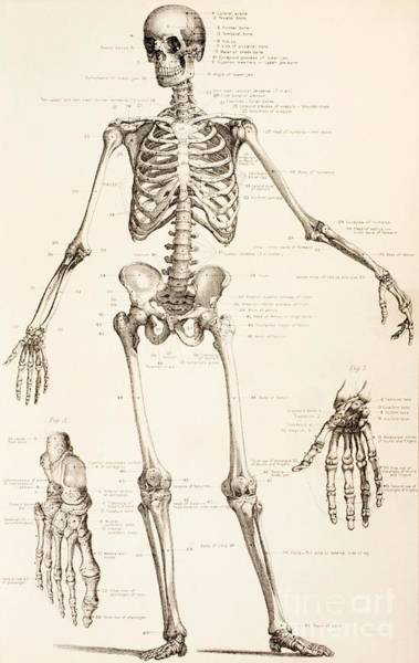 Detail Skeleton Image Nomer 50