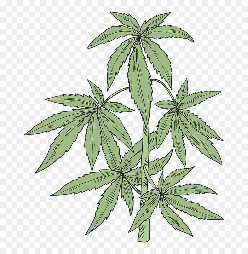 Detail Weed Plants Png Nomer 16