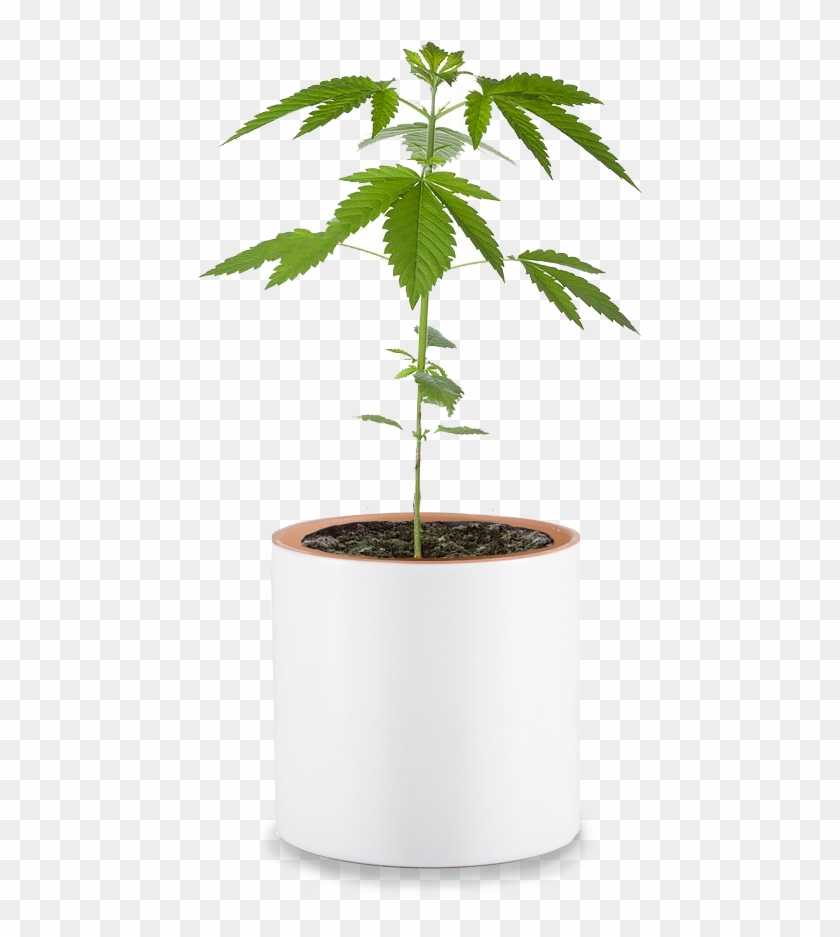 Detail Weed Plants Png Nomer 39