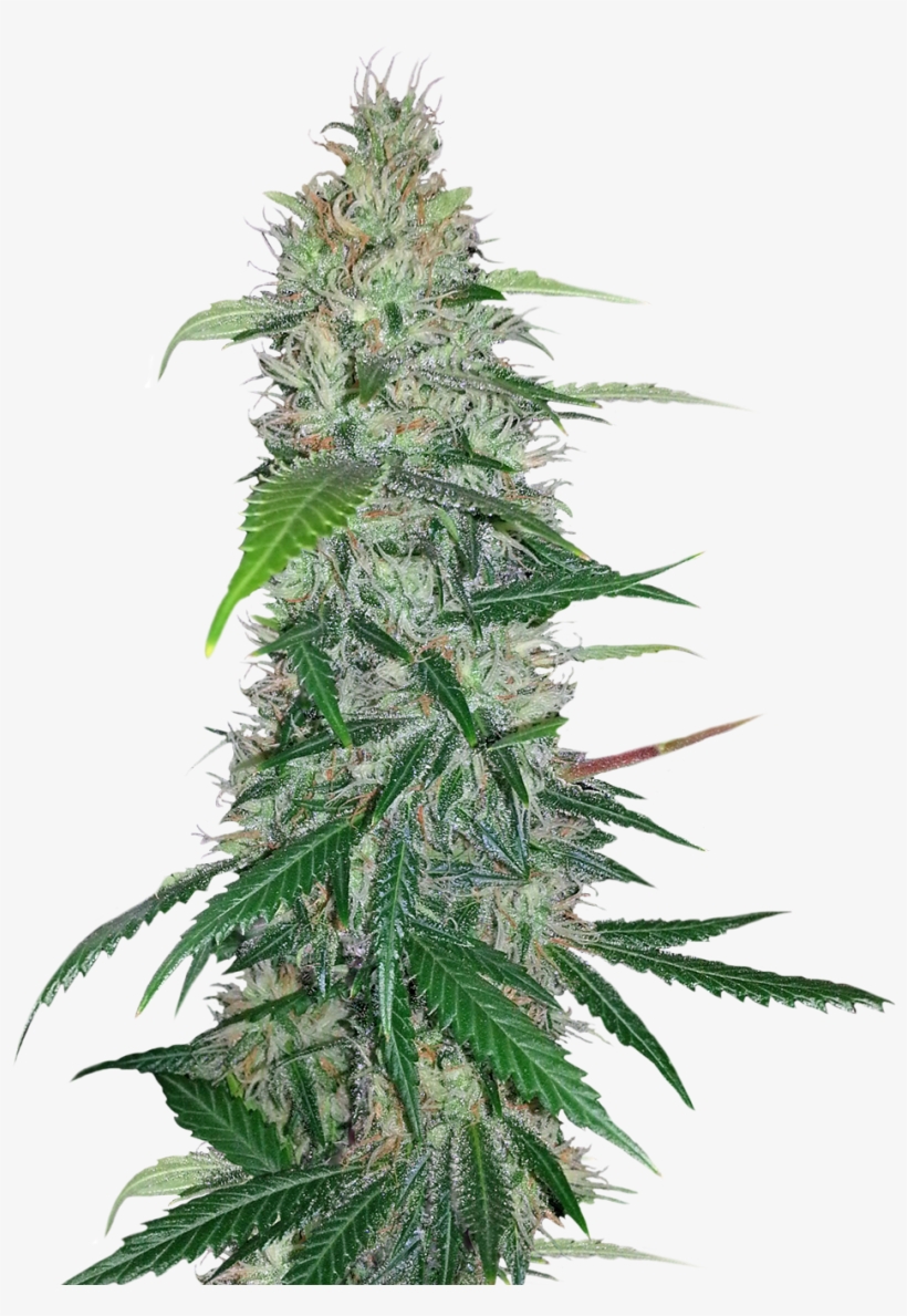 Detail Weed Plants Png Nomer 6