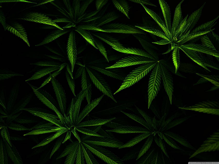 Detail Weed Plants Wallpapers Nomer 25
