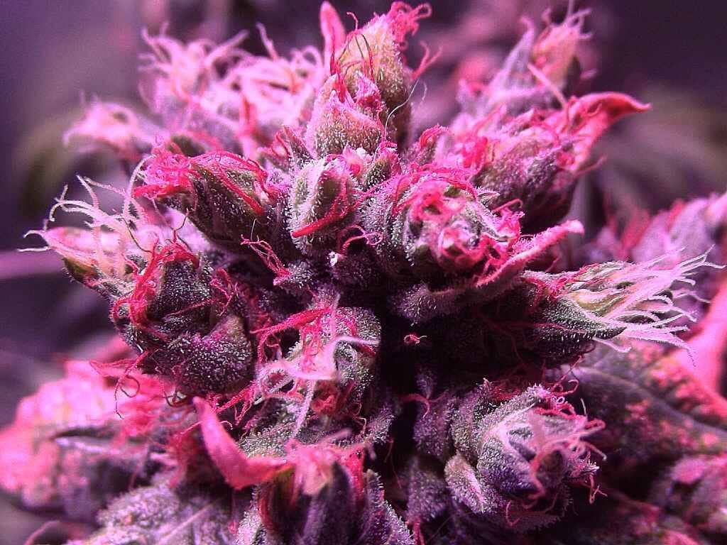 Detail Weed Strain Wallpaper Nomer 20