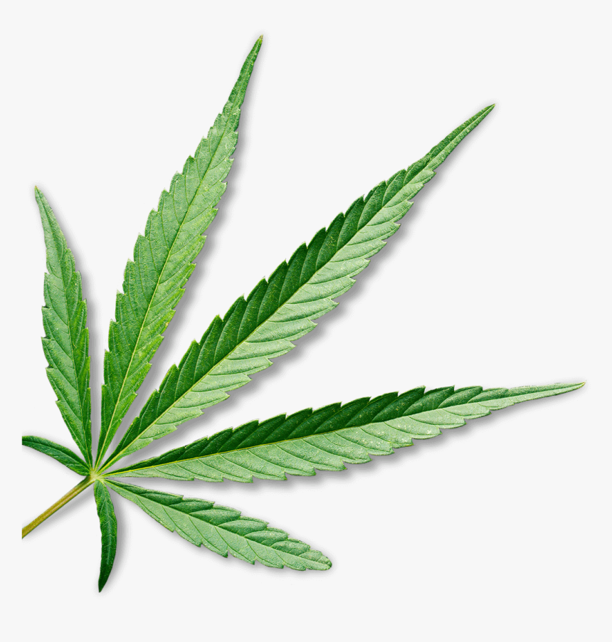 Detail Weed Transparent Background Nomer 15