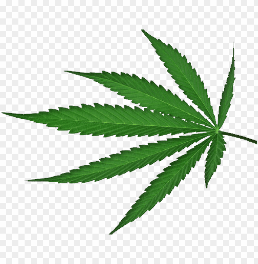 Detail Weed Transparent Background Nomer 17