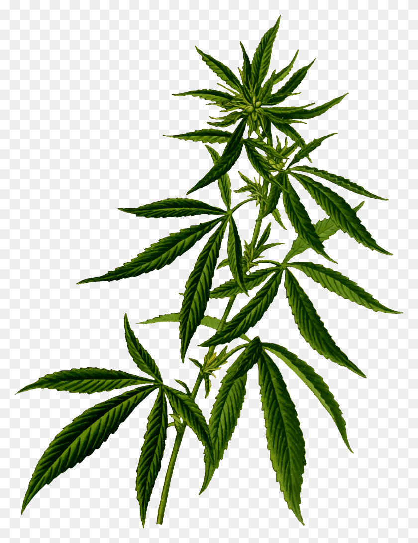 Detail Weed Transparent Background Nomer 39