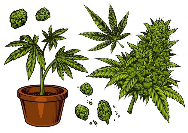 Detail Weed Vector Nomer 12