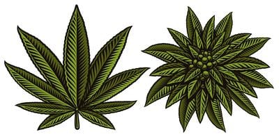 Detail Weed Vector Nomer 17