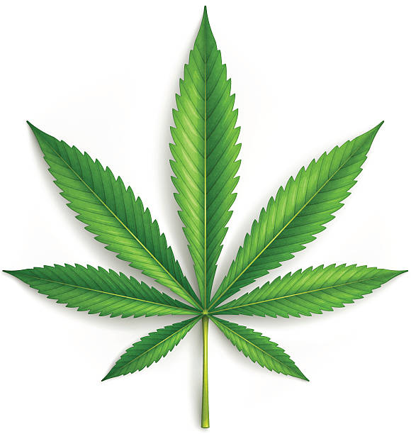 Detail Weed Vector Png Nomer 18