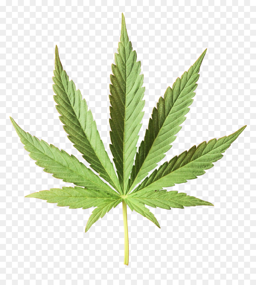 Detail Weed Vector Png Nomer 8