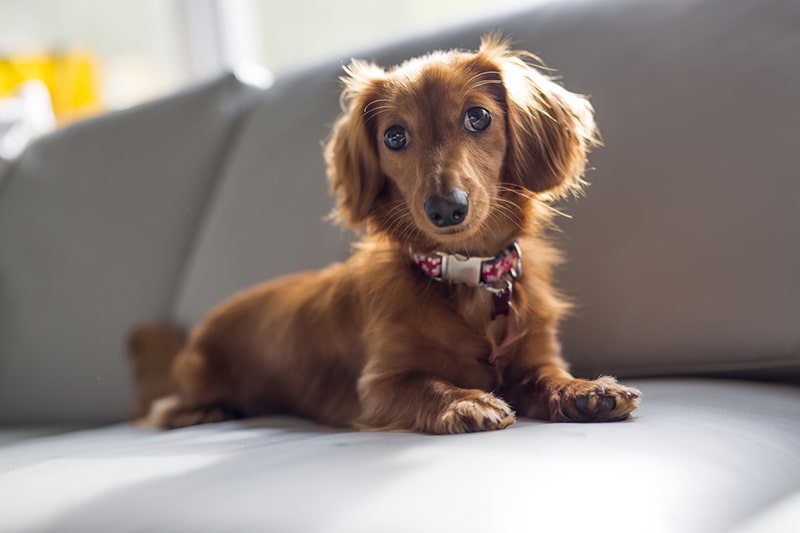 Weiner Dog Images - KibrisPDR