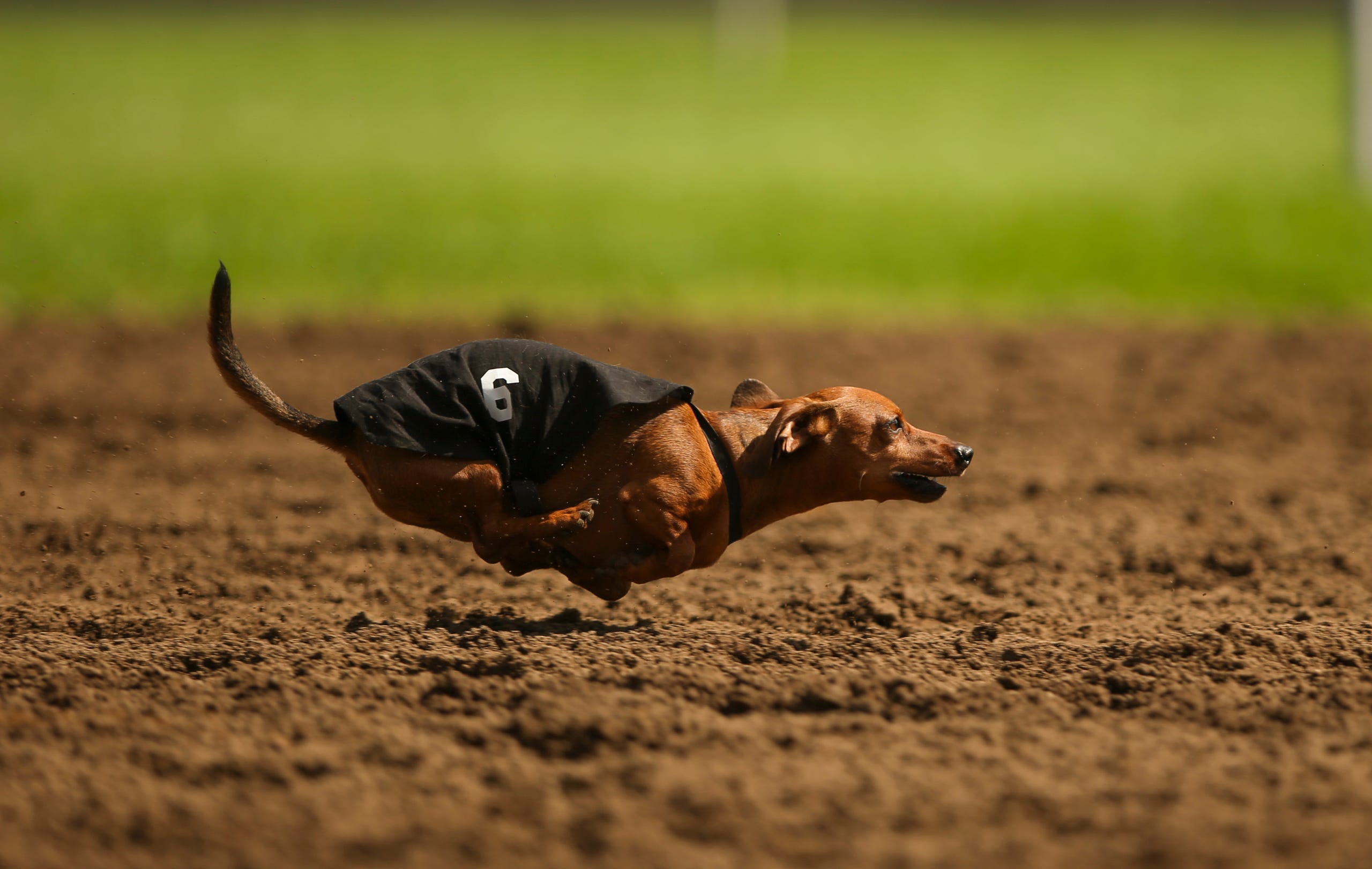 Detail Weiner Dog Images Nomer 47