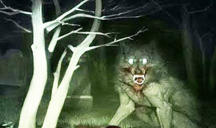 Detail Werewolf Pics Real Nomer 10