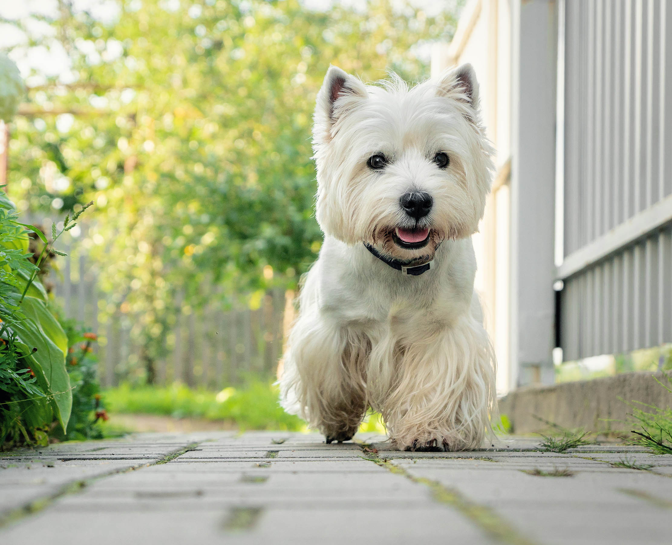 Detail West Highland Terrier Nomer 2