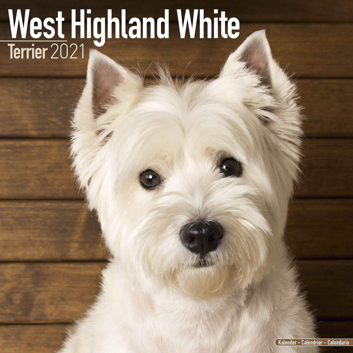 Detail West Highland Terrier Nomer 11