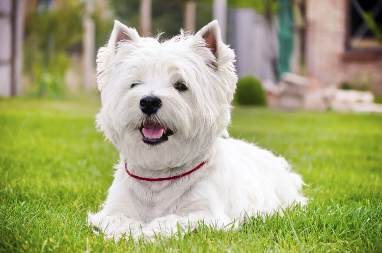 Detail West Highland Terrier Nomer 18