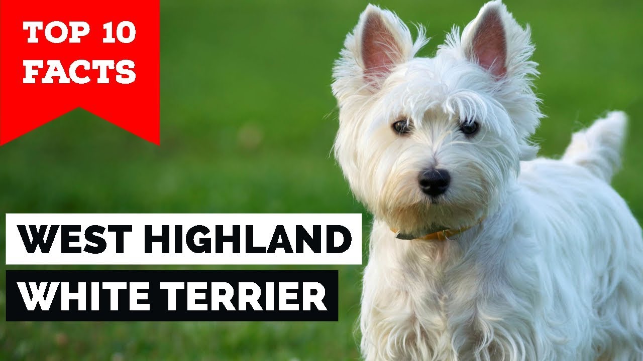 Detail West Highland Terrier Nomer 42