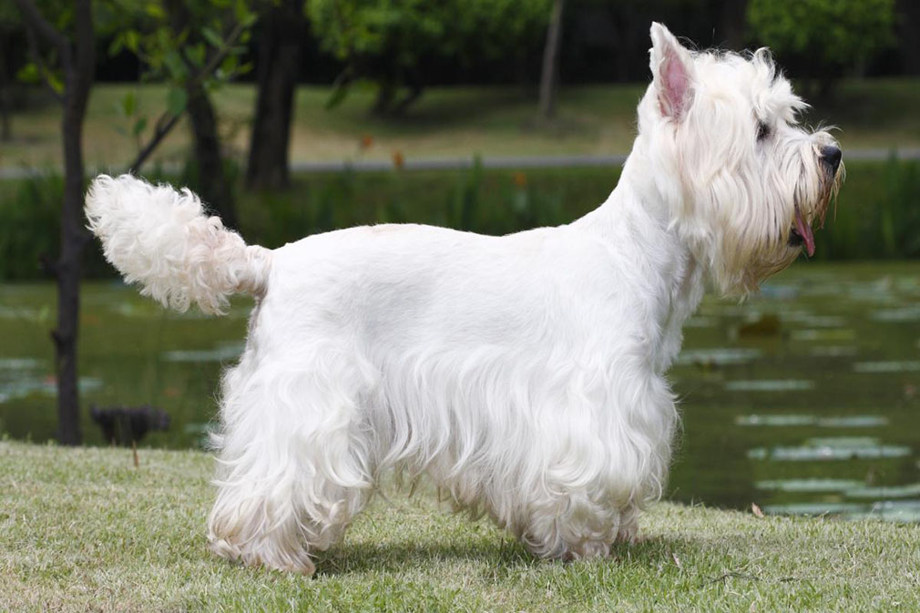 Detail West Highland Terrier Nomer 43