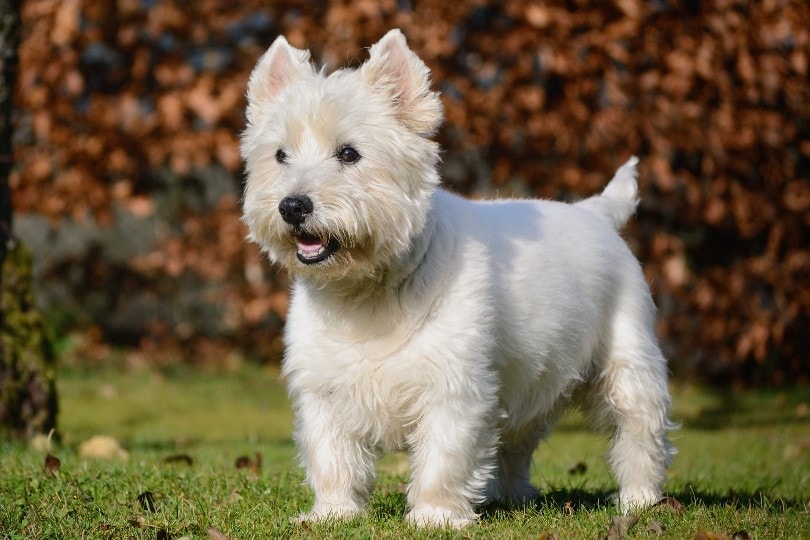 Detail West Highland Terrier Nomer 10