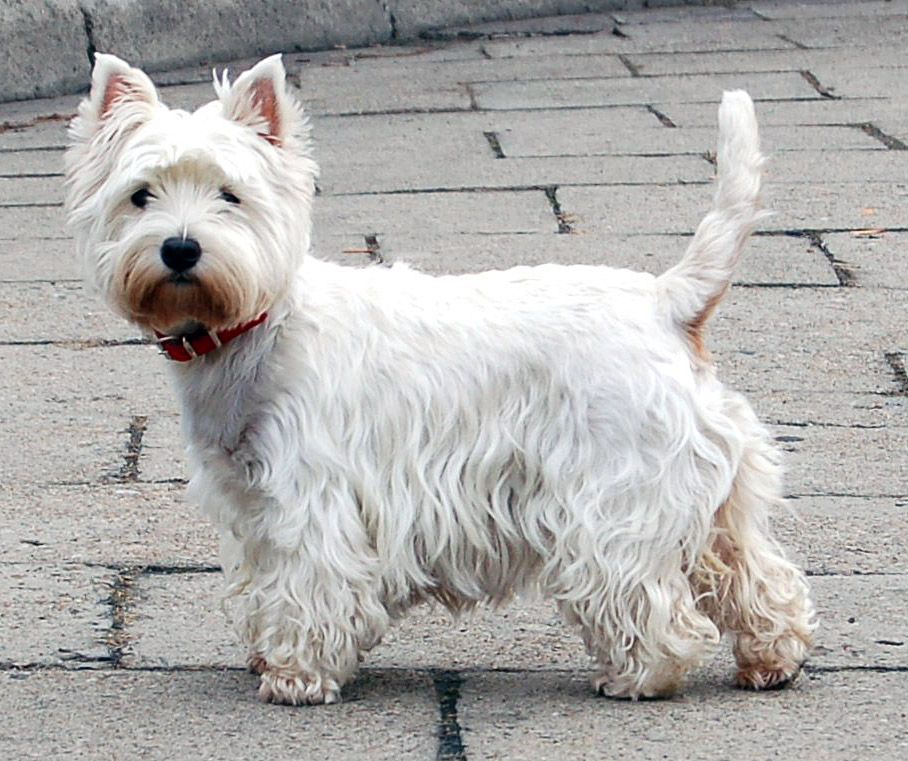 West Highland White Terrier - KibrisPDR