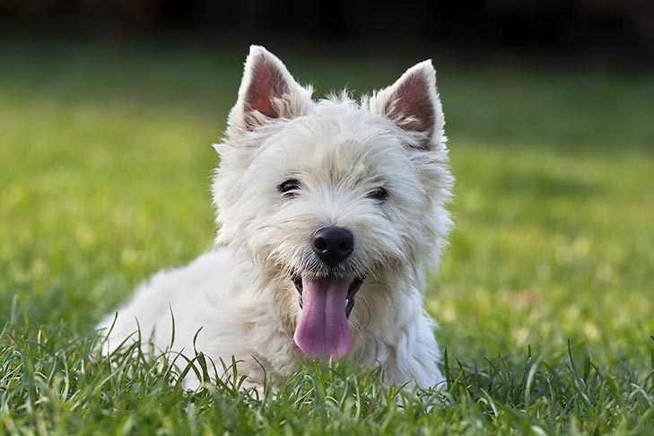 Detail West Highland White Terrier Nomer 2