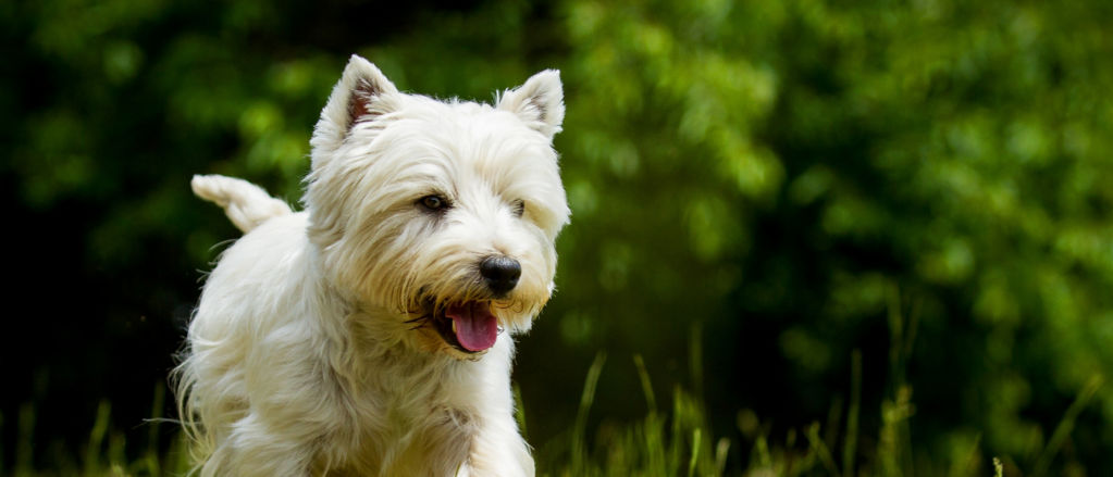 Detail West Highland White Terrier Nomer 11