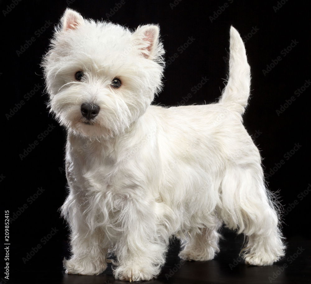 Detail West Highland White Terrier Nomer 20