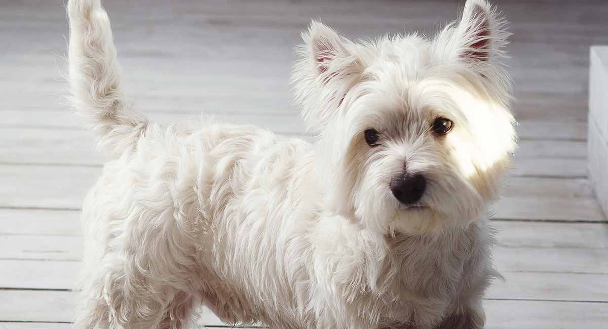 Detail West Highland White Terrier Nomer 25