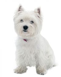 Detail West Highland White Terrier Nomer 27