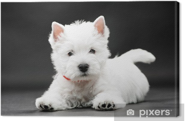 Detail West Highland White Terrier Nomer 32