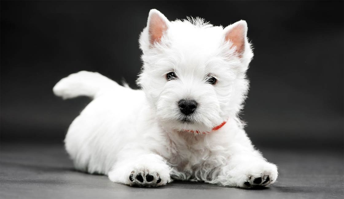 Detail West Highland White Terrier Nomer 37