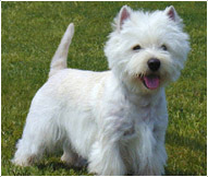 Detail West Highland White Terrier Nomer 5