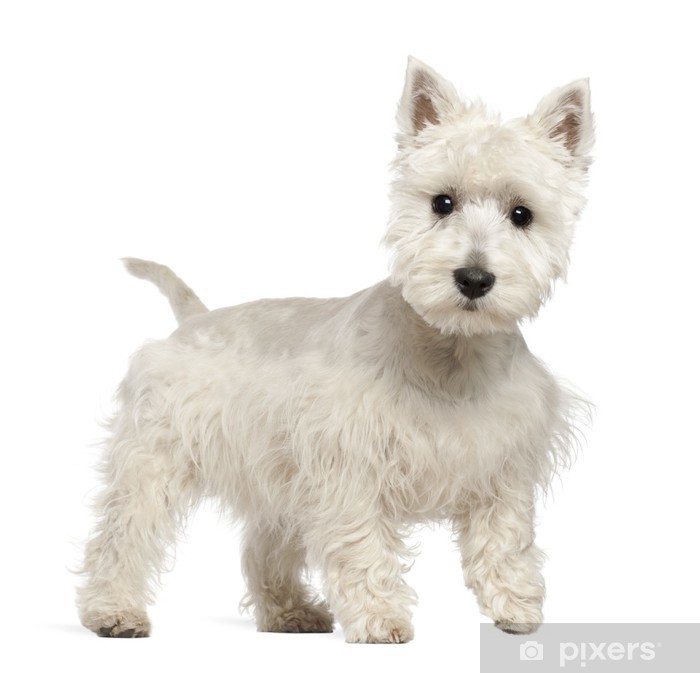 Detail West Highland White Terrier Nomer 45