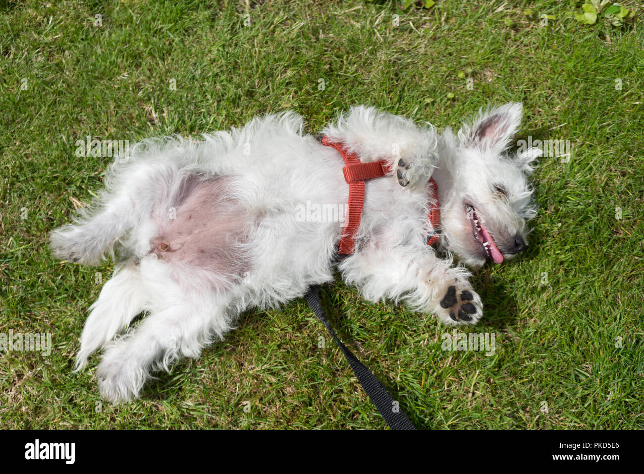 Detail West Highland White Terrier Nomer 48