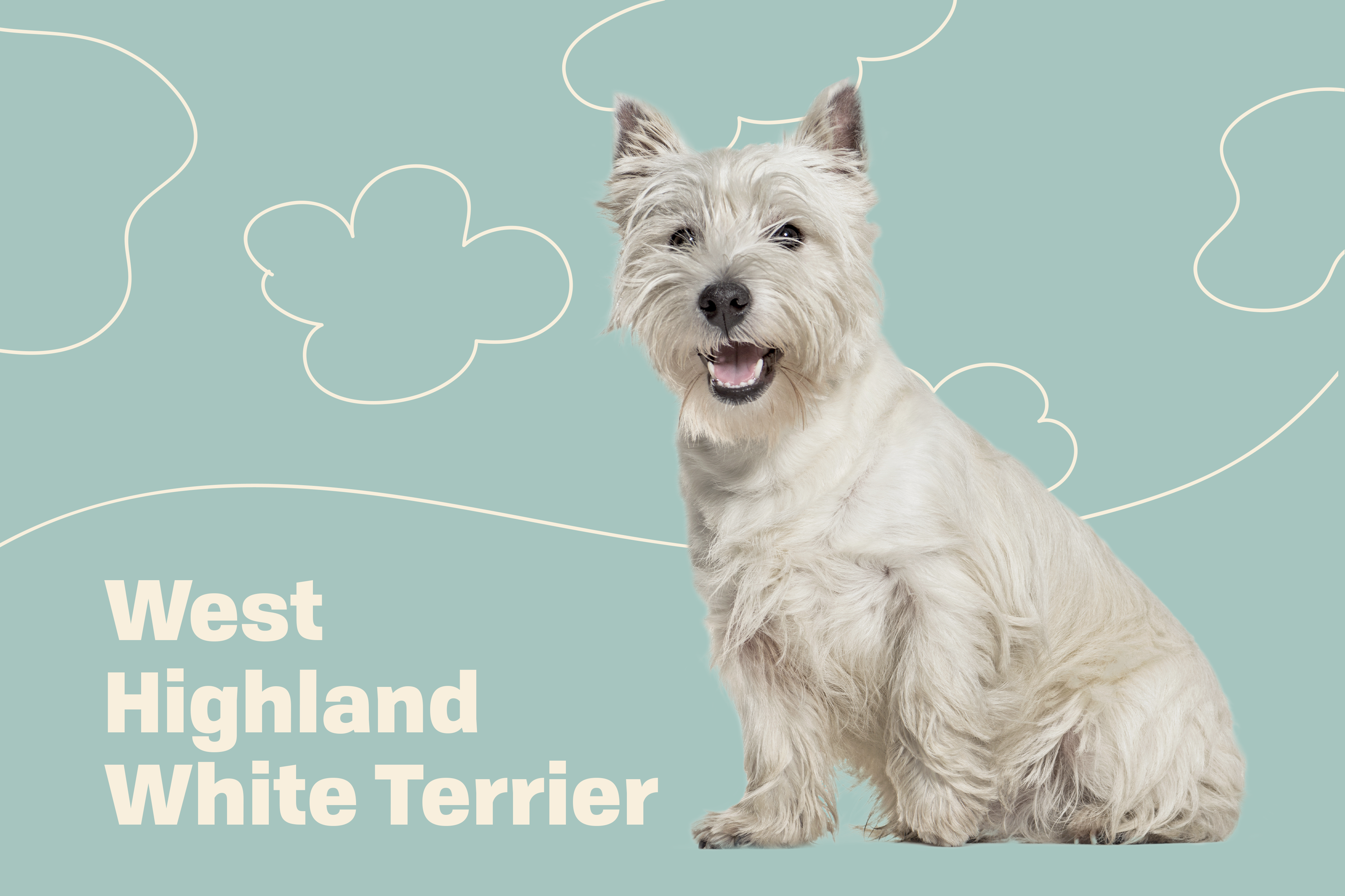 Detail West Highland White Terrier Nomer 50